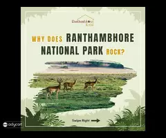 Ranthambore National Park Stay