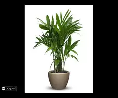 Illuminated Planters | Buy Led Planter & Pots Online – Sereno
