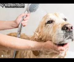 Best Dog Grooming Services in Hyderabad