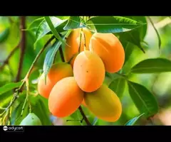Mango Trees for Sale Online at NewnessPlant